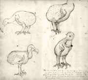 Probably the earliest accurate drawings of a dodo (1601–1603).